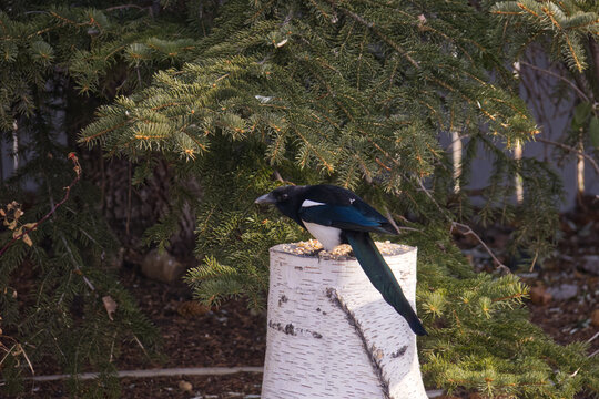 A Magpie in the Sunlight