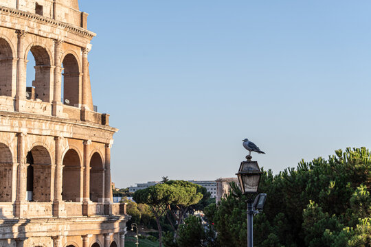 Bird perched on a lamppost  by the Colosseum on a summer day, Rome, Lazio, Italy