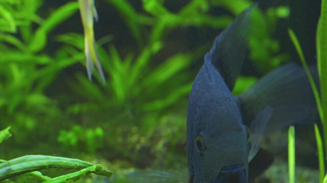 Cichlasoma Severum Guards Eggs in Planted Freshwater Aquarium 15