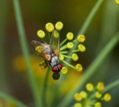 Phasiinae Tachinid Fly with Red Eyes Sitting on a Plant