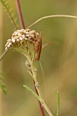 Weinhähnchen (Oecanthus pellucens) auf Schafgarbe (Achillea millefolium) © Schmutzler-Schaub