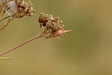 Weinhähnchen (Oecanthus pellucens) an Schafgarbe (Achillea millefolium) © Schmutzler-Schaub