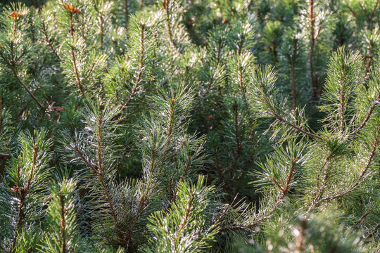 Green small pine trees with fresh shoots in spring or summer