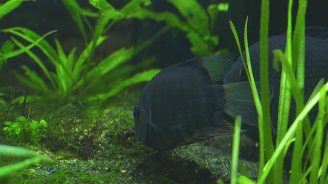 Cichlasoma Severum Guards Eggs in Planted Freshwater Aquarium 
