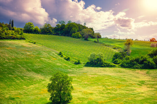 Summer rural landscape. Rolling fields on the hills. Nature background