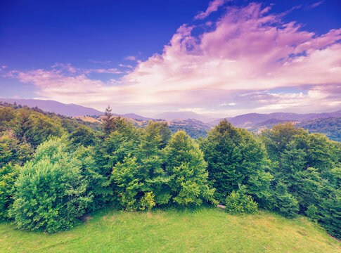View of mountains in the summer morning. A row of fir trees on the mountain. Beautiful nature landscape. Carpathian mountains. Ukraine