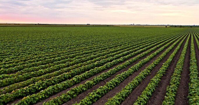 Aerial view of agriculture field with young soybean plants and beautiful sunset sky