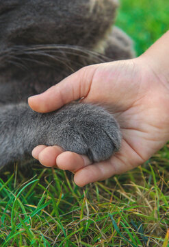 A child loves a cat outdoors. Selective focus.