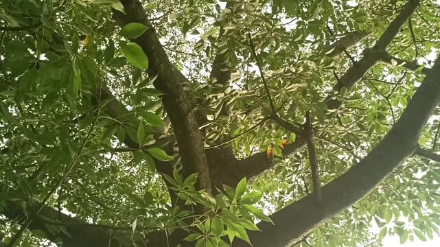 Looking up at the canopy of a large tree with palmately compound leaves