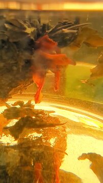 Close-up video of green tea leaves slowly infusing in hot water inside a transparent teapot, creating a calming wellness and mindful living atmosphere.