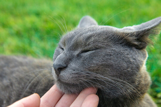 A child loves a cat outdoors. Selective focus.