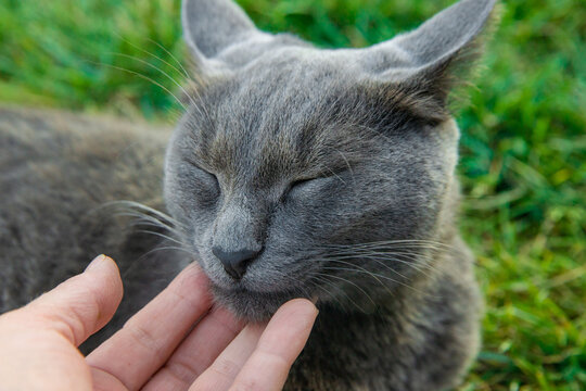 A child loves a cat outdoors. Selective focus.