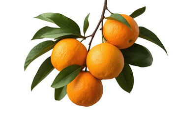 Obraz premium Cluster of four ripe oranges on leafy branch