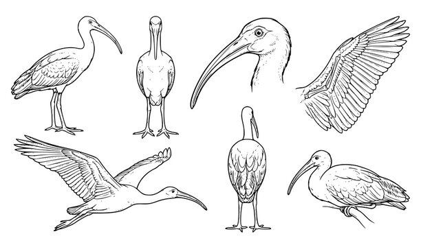 Hand drawn ibis and heron collection featuring standing, flying, and walking water birds with long beaks and legs