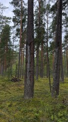 Tall pine trees in a dense forest with distinct chevron-shaped cuts on the trunks for resin extraction. The woodland floor is covered in vibrant green moss and shrubs. © AndreyZayats