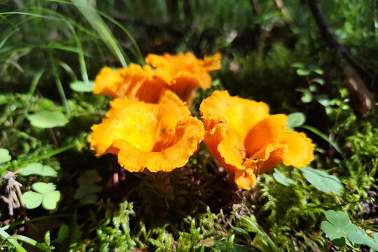 Edible chanterelle mushrooms grow in the autumn forest