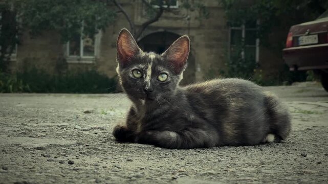 Young tortoiseshell cat lying on the ground outdoors and looking directly into the camera with an attentive expression. Natural close-up feline portrait in an urban residential environment, capturing