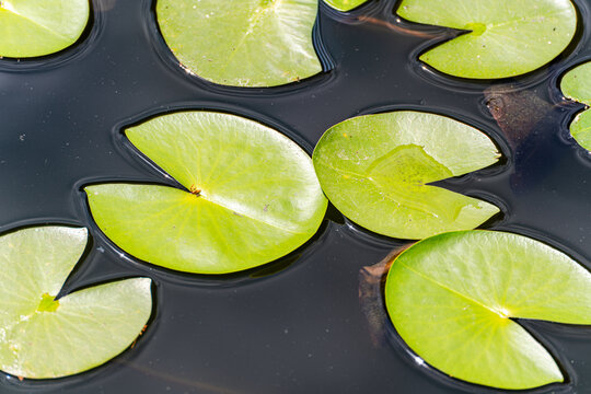 Close-up overhead view of green water lily pads floating on a lake on a summer day, Georgia
