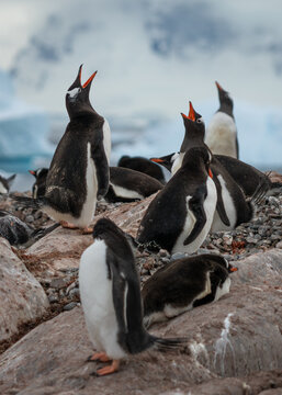 Colony of Gentoo Penguins (Pygoscelis papua) calling, Cuverville Island, Antarctic Peninsula, Antarctica