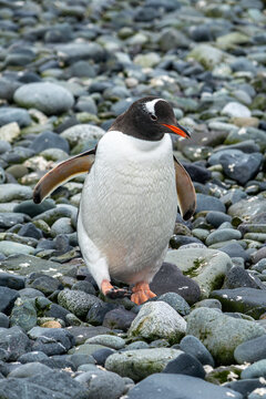 Close-up of a Gentoo Penguin (Pygoscelis papua) walking on a rocky beach, Yankee Harbour, Greenwich Island, South Shetland Islands, Antarctica