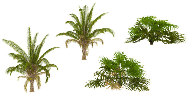 3d illustration of Attalea,Brahea trees on transparent background