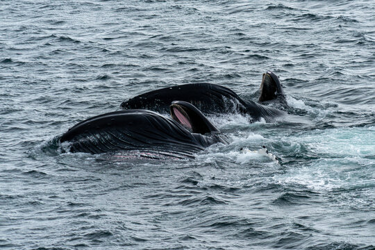 Two Humpback Whales feeding in Yankee Harbour, Greenwich Island, South Shetland Islands, Antarctica