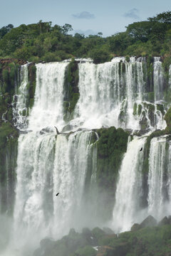Turkey Vultures flying around Iguazu Falls, Iguazu National Park, Misiones Province, Argentina