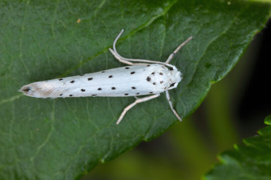 Yponomeuta malinellus, the apple ermine, is a moth of the family Yponomeutidae.