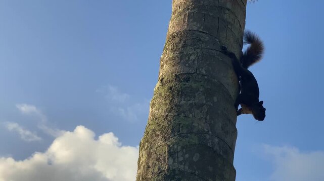 Squirrel on the palm tree on the beach in Puerto Viejo de Talamanca, Costa Rica
