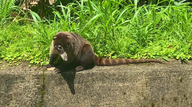 Detail of South American coati (Nasua nasua) on the road in Costa Rica