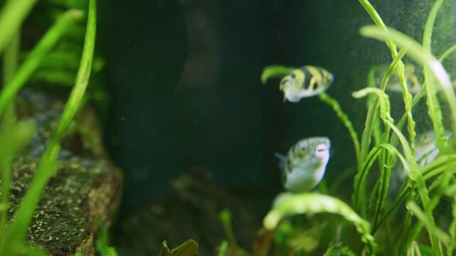 Front view of a Tetraodon pufferfish slowly moving its eyes while searching for prey among dense plants in a freshwater aquarium