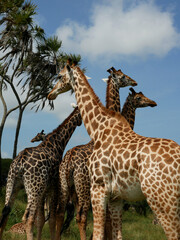 Fototapeta premium Masai Giraffe with Four Giraffes Behind It in Nguuni Nature Sanctuary, Mombasa, Kenya
