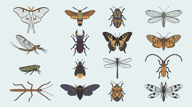 Colorful vintage insects, bugs, butterflies and beetles vector illustration set modern design elements background pattern symbols