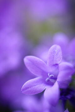 close up of violet flower, Campanula