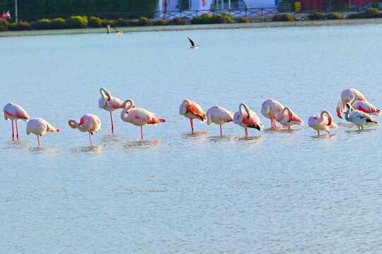 Landscape with a flock of pink flamingos , Phoenicopterus roseus in a salt lake , Calpe , Spain