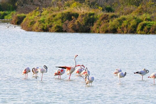 Landscape with a flock of pink flamingos , Phoenicopterus roseus in a salt lake , Calpe , Spain