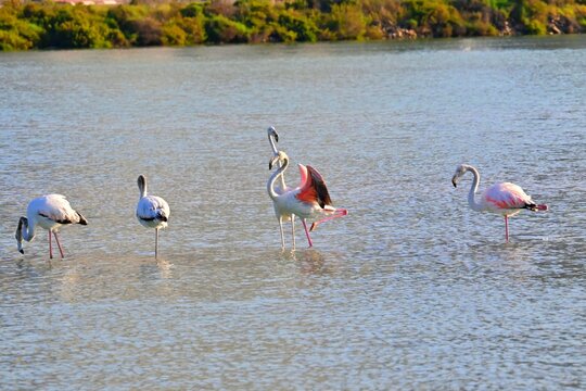 Landscape with a flock of pink flamingos , Phoenicopterus roseus in a salt lake , Calpe , Spain