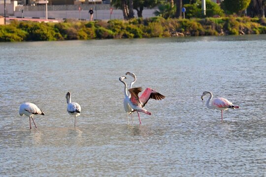 Landscape with a flock of pink flamingos , Phoenicopterus roseus in a salt lake , Calpe , Spain