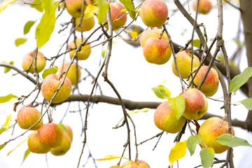 Ripe apples on a tree branches with leaves. Isolated on a white background. © stone36