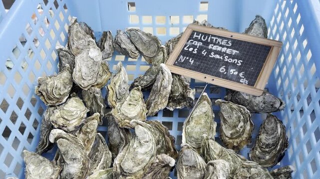 Fresh triploid Cap Ferret oysters displayed with a handwritten sign showing size No. 4 oysters at 6.50 euros per dozen. Triploid oysters are commonly produced to reduce summer reproduction.