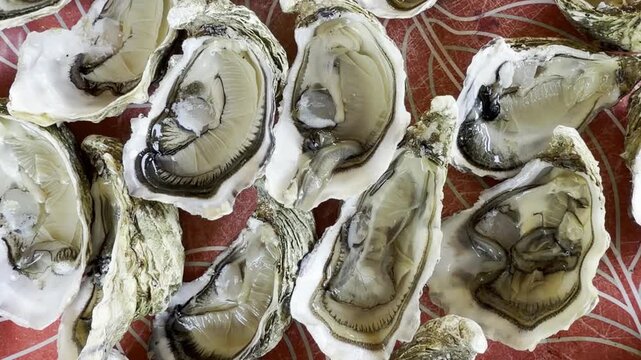 Top view of a freshly opened triploid Pacific oyster from Cap Ferret, France, remaining firm and non-milky during summer reproduction.