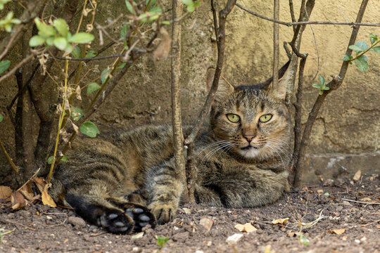 Tabby cat resting hidden among branches and bushes in a garden