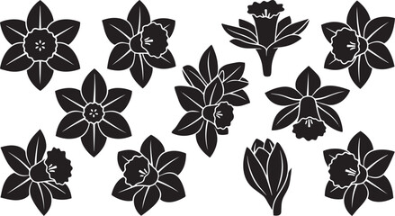Fototapeta premium Daffodil Flower Heads Silhouette Vector Collection Isolated on White Background