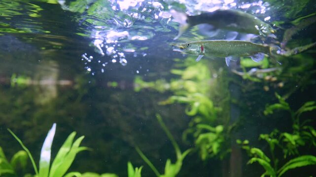 Group of Hujeta Gar Fish Swimming in Tropical Aquarium