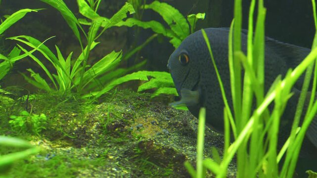 Cichlasoma Severum Guards Eggs in Planted Freshwater Aquarium  13