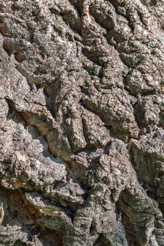 The bark of Amur velvet, or Amur cork tree, lat. Phellodendron amurense