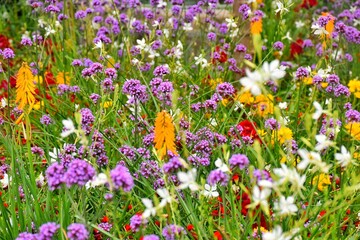 Fototapeta premium A vibrant blooming garden with purple Buenos Aires verbena and other flowers. A lush flower bed.