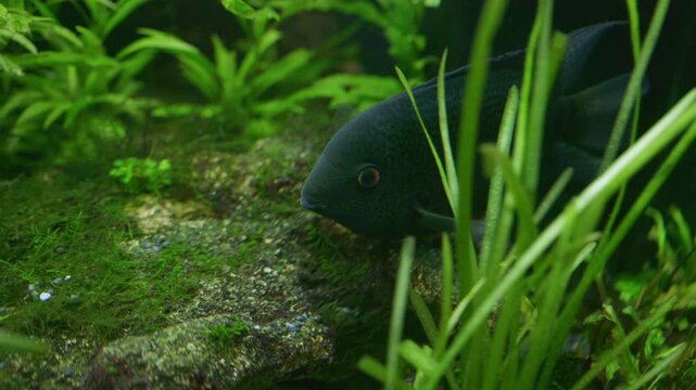 Cichlasoma Severum Guards Eggs in Planted Freshwater Aquarium 