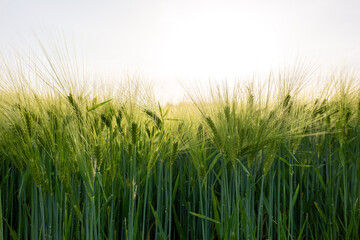 Obraz premium field of wheat during summer