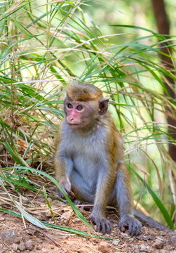 A macaque monkey sits on a tree in the jungle. Wildlife scene with wild animals.